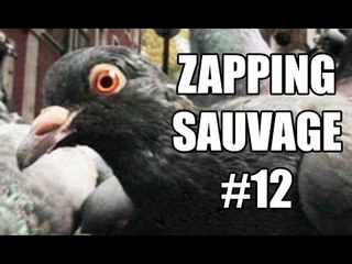 Un pigeon malin prend le métro pour faire ses courses - ZS n°12