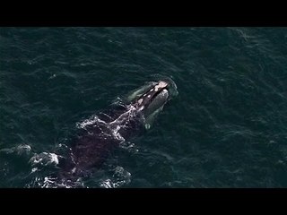 Rêves d'Amérique (extrait 2) - les baleines