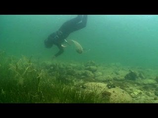 Le petit monde de Thau - Thalassa (extrait-1)