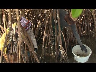 Le trésor du Sénégal - Thalassa (extrait)