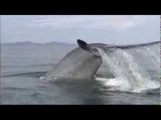 Diane et les baleines (extrait1) Thalassa