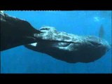 Antilles, la nature des iles - extrait3