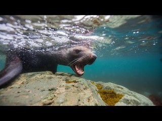 La danse des Léopards des mers - Thalassa (extrait)