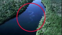 Encuentran En Malasia La Serpiente Mas Grande Del Mundo