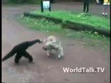 Amazing Fight Between Dog and Monkey - Video Dailymotion