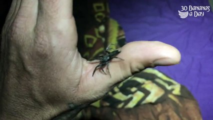 White Tail Spider HUNTING IN MY BED!!!