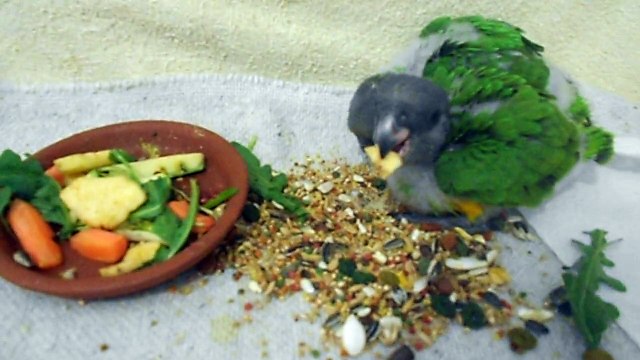 bébés youyou du senegal