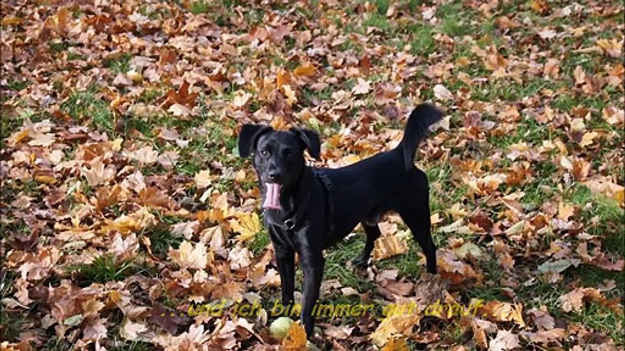 Basti kleiner Schatz - große Abenteuer