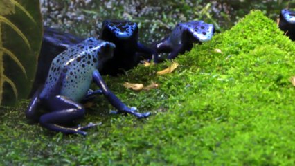 Mavi Zehirli Ok Kurbağası