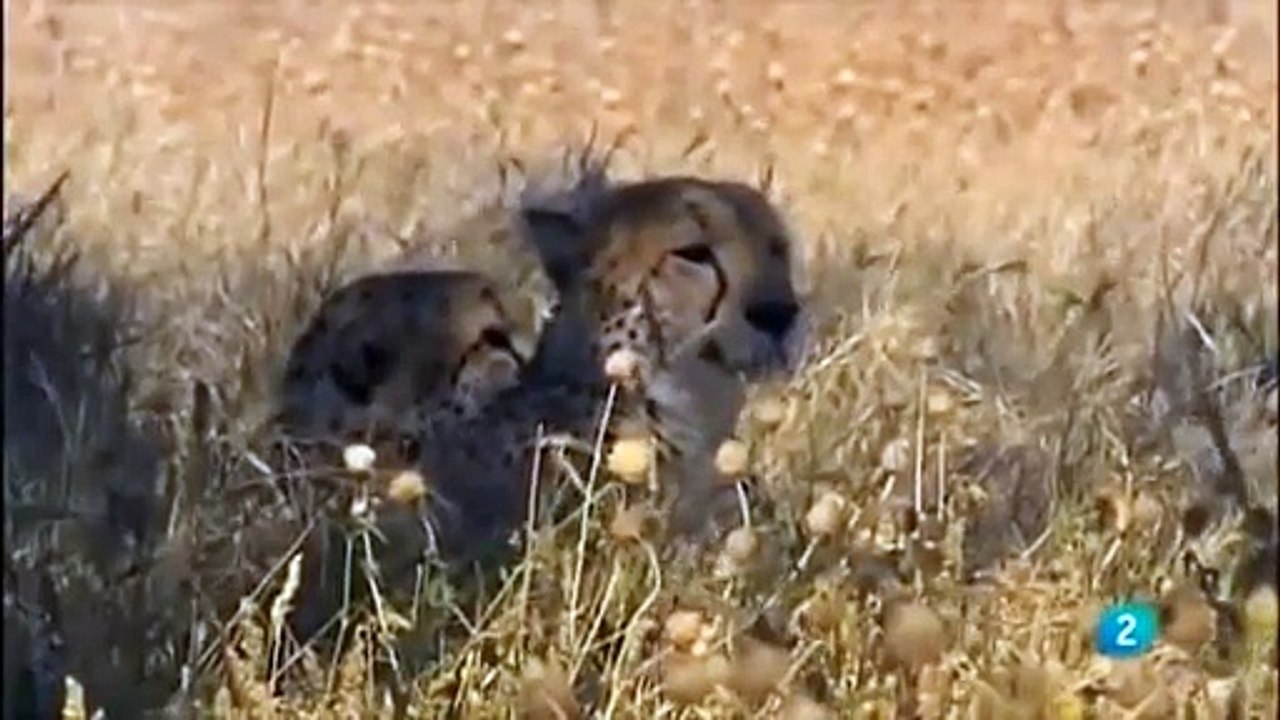 Guepardos-Una Hermandad De Sangre