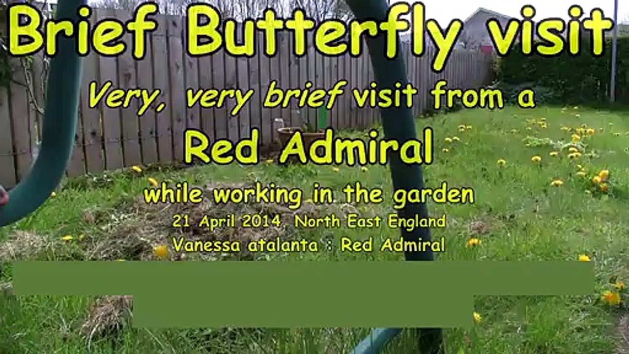 Very, very brief visit from a Red Admiral Butterfly