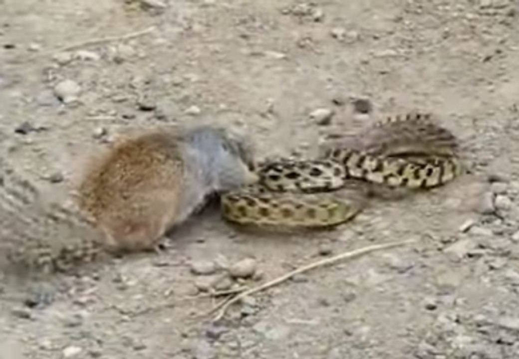 Sincap ile Yılanın Ölümcül Kavgası