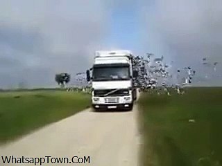 This Bus Is Called Bird Bus Funny