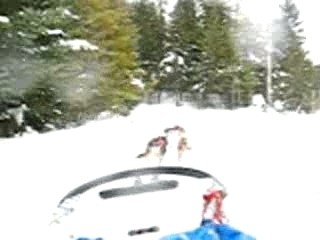 traineau à chiens 2