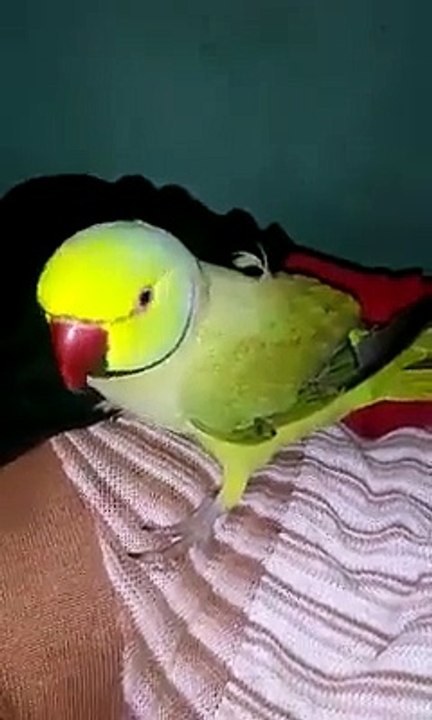 punjabi perrot
