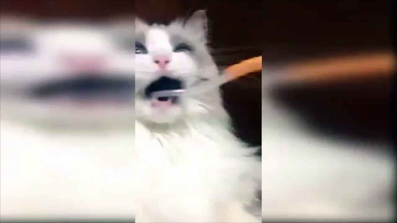 Les chats aussi se lavent les dents !