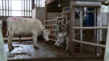 Un nouvel aliment, performant pour les vaches laitières