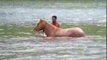 DRDA : En Polynésie - Débourrage d'un cheval sauvage