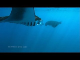 DRDA : De la Réunion à Mayotte - Les raies manta