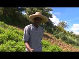 DRDA : Les Antilles - Le jardin créole