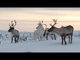Courses de rennes : l'orgueil des Samis - Faut Pas Rêver en Laponie (extrait 2)