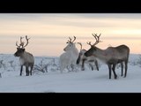 Courses de rennes : l'orgueil des Samis - Faut Pas Rêver en Laponie (extrait 2)
