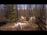 Tsaatans, rois des rennes - Faut Pas Rêver en Mongolie (extrait)