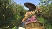 Les jardiniers du lac Inlé - Faut Pas Rêver au Myanmar/Birmanie (extrait)