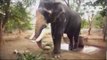 Le docteur des éléphants - Faut Pas Rêver au Kerala,Inde (extrait)