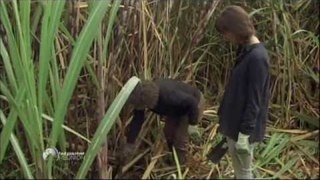 La culture de la canne à sucre - Faut Pas Rêver à la Réunion (extrait)