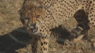 La dame aux guépards - Bonus - Faut Pas Rêver en Namibie