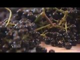Le vigneron de Meknès - Faut Pas Rêver au Maroc (extrait)