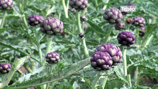 Sica. Jean-François Jacob : 2014, une année désastreuse pour les producteurs de légumes