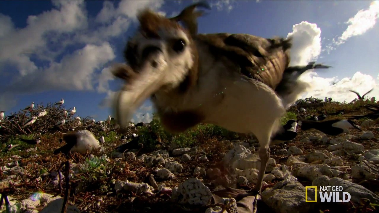 Shark Feeding Frenzy