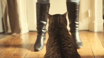 TOUTE LA VIE (DE CHAT), parodie des Enfoirés