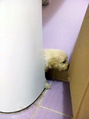 Safkan Golden Retriever Yavruları Satışta