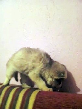 Satılık Safkan Renkli Gözlü Sibirya Kurdu Yavruları