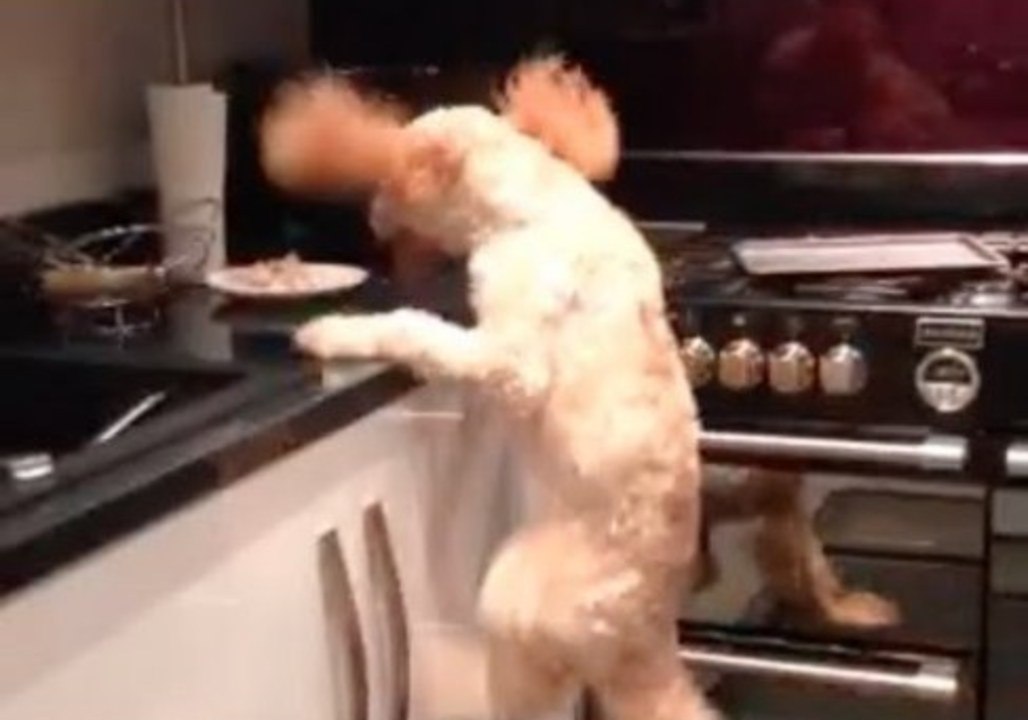 Milo Will Stop at Nothing to Get to the Chicken