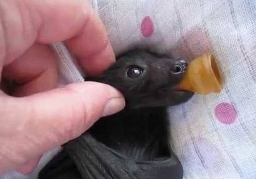 Orphaned Baby Flying Fox Enjoys a Massage