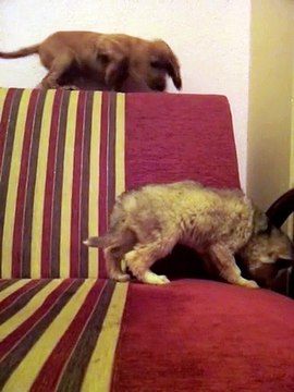 Nidzo Dog Kennel Güvencesiyle Safkan Sibirya Kurdu Yavruları