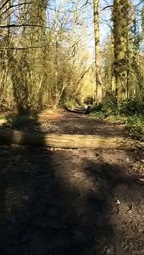 Un carlin se vautre en sautant au dessus d'un tronc d'arbre