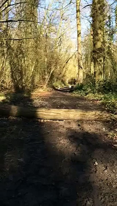 Un carlin se vautre en sautant au dessus d'un tronc d'arbre