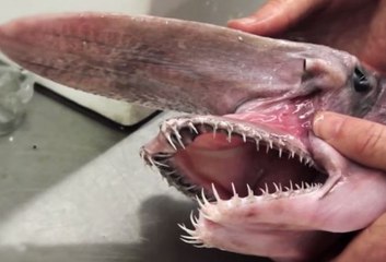Así luce el tiburón prehistórico que capturaron en costas australianas