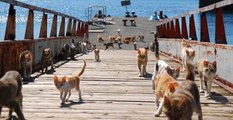 Japonya'nın 'Kedi Adası'nda 22 İnsan 120'den Fazla Kedi Yaşıyor