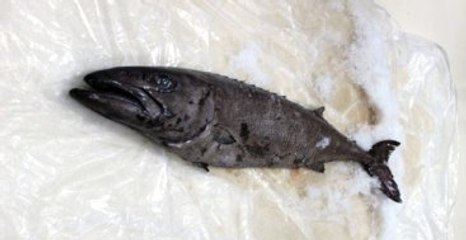 Datça'da Zehirli Okyanus Balığı Yakalandı