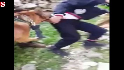 Filistinli çocuğun üzerine köpeği böyle saldırttılar!..