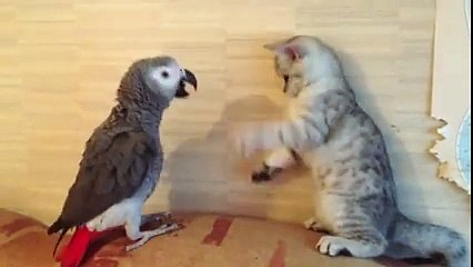 Kedi ile papağanın Oyunu