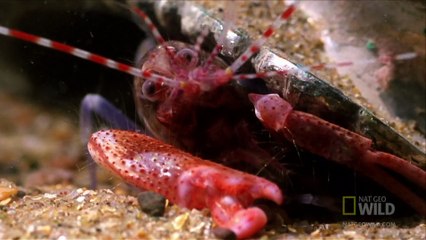 World's Deadliest - Amazing Pistol Shrimp Stun _Gun_