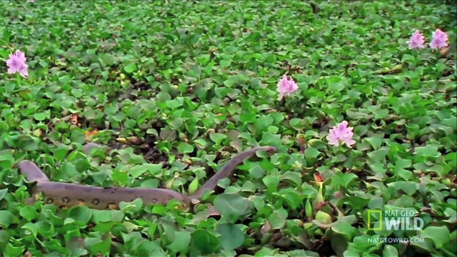 World's Deadliest - Anaconda Devours World's Largest Rodent