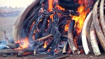 15 tonnes of Kenyan ivory burnt by President Uhuru Kenyatta